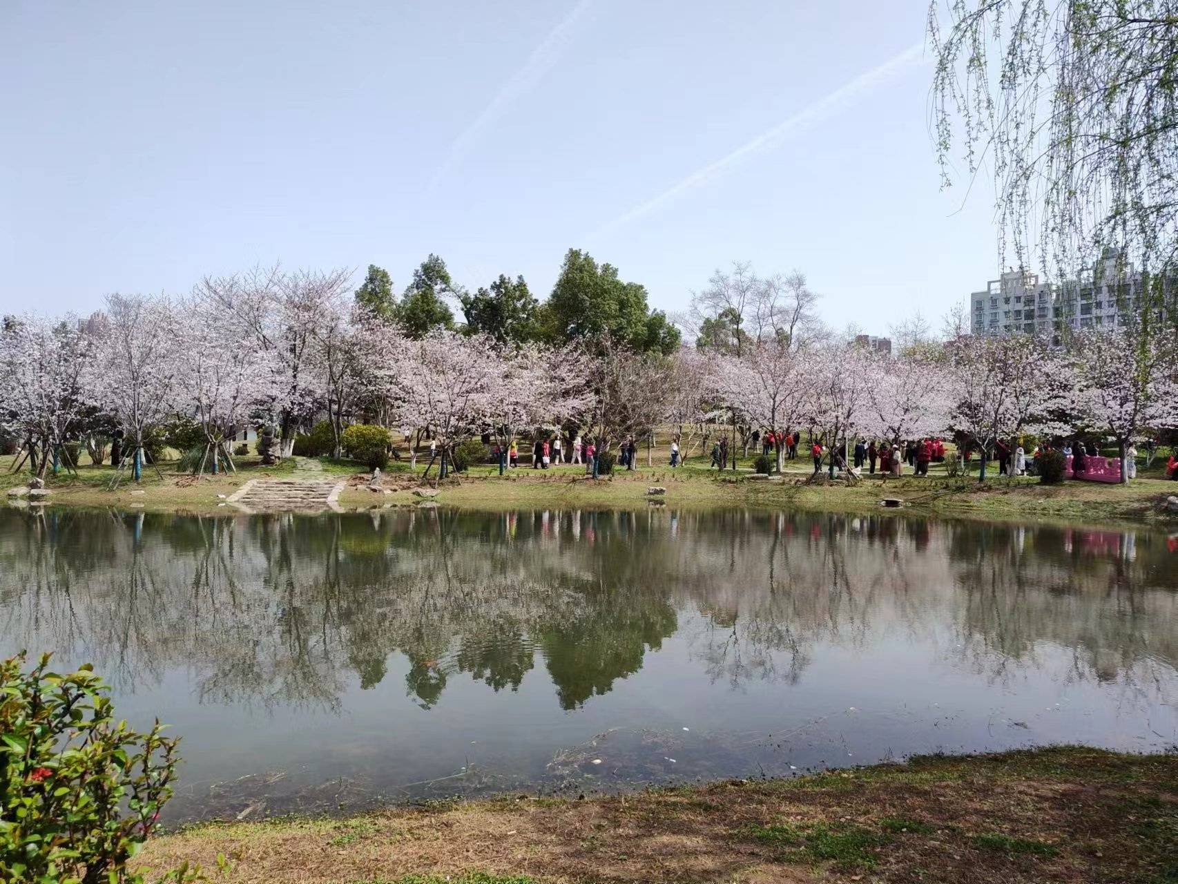 武汉堤角公园樱花烂漫摄影师称今年已3次前往拍樱花