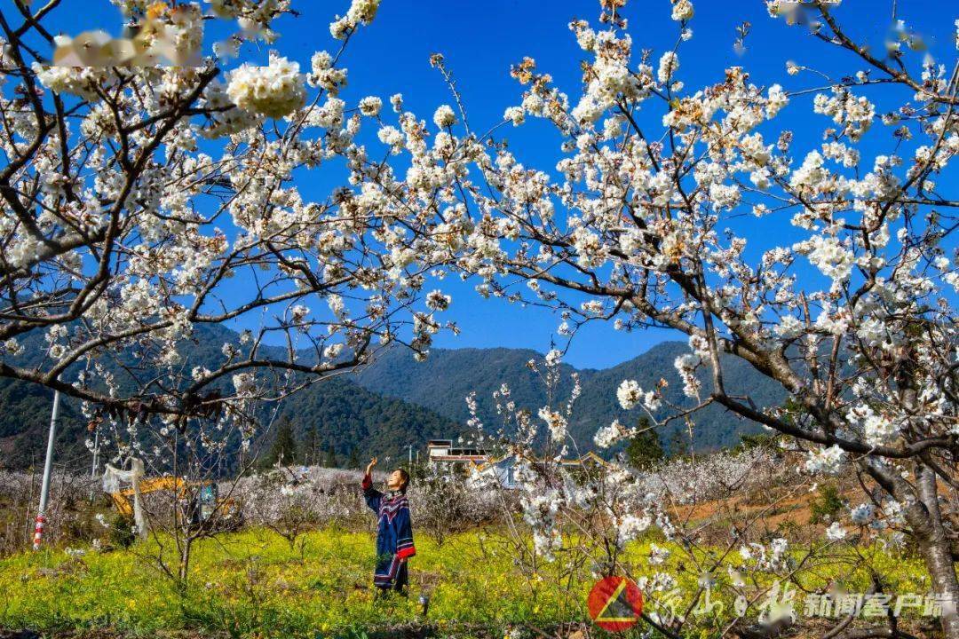 醉美春光│凉山赏花地图