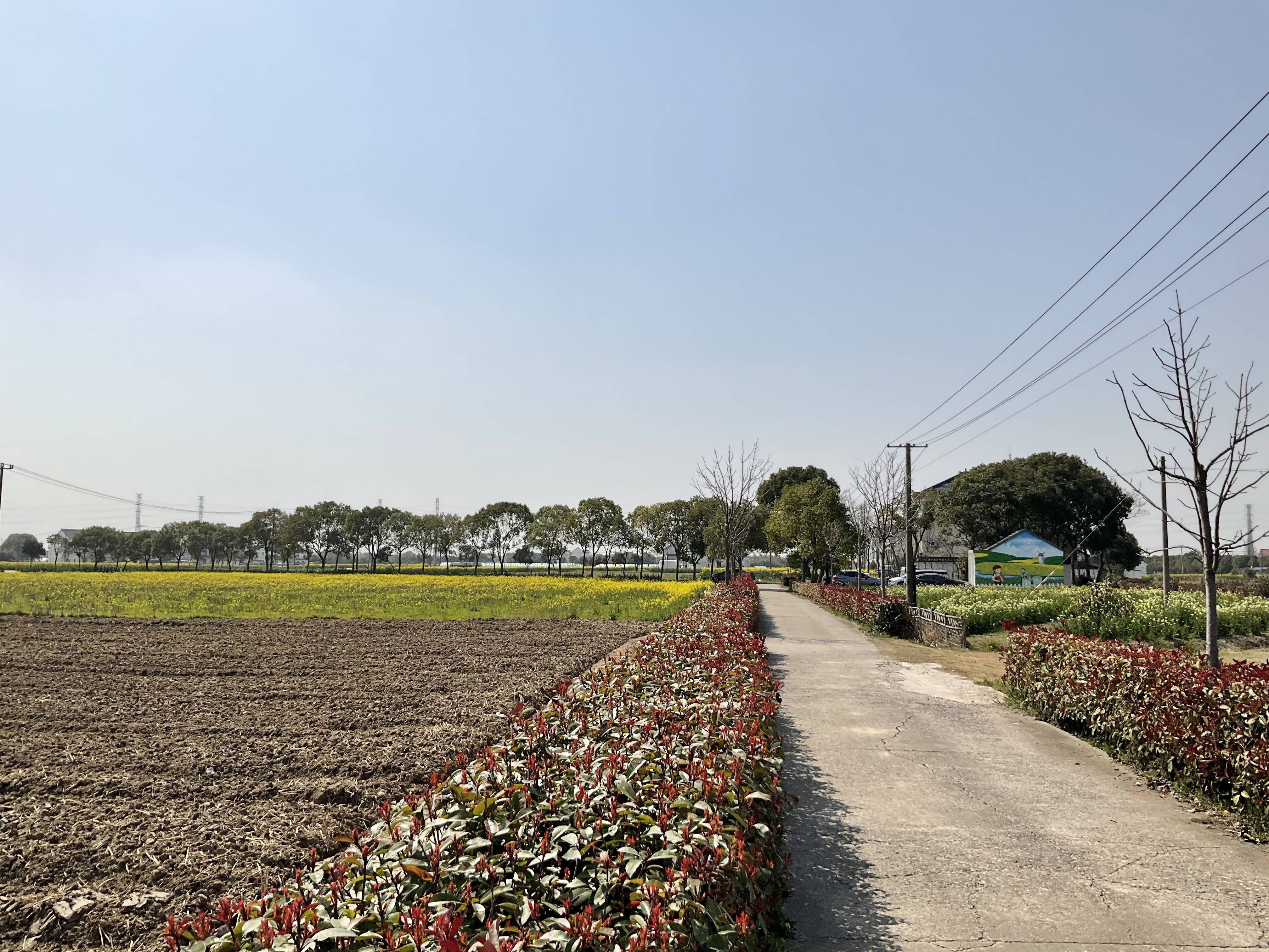 春日赏花亭林镇第六届五色菜花节在油车村启动