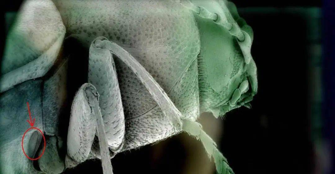 每日物种故事吉丁彩虹之眼就是我