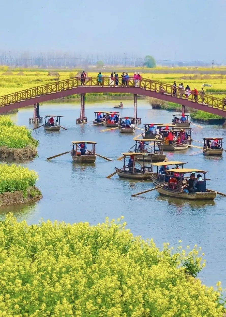 烟花三月醉美扬州329号成团瘦西湖千垛油菜花海李中森林西塘乌镇西栅