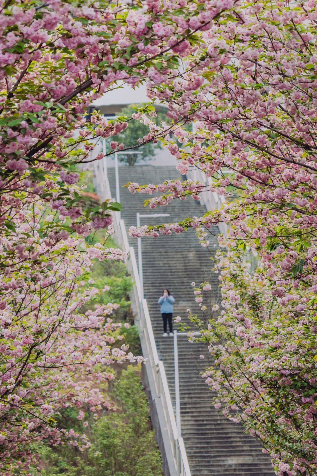 大学校园春景图片