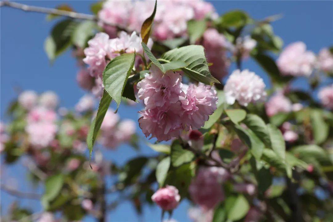 玉渊潭的早樱,开好了!_游客_樱花_公园