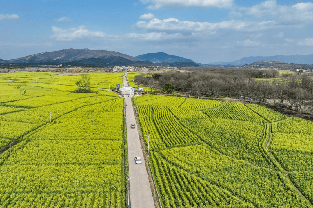 江油市永胜镇油菜花图片