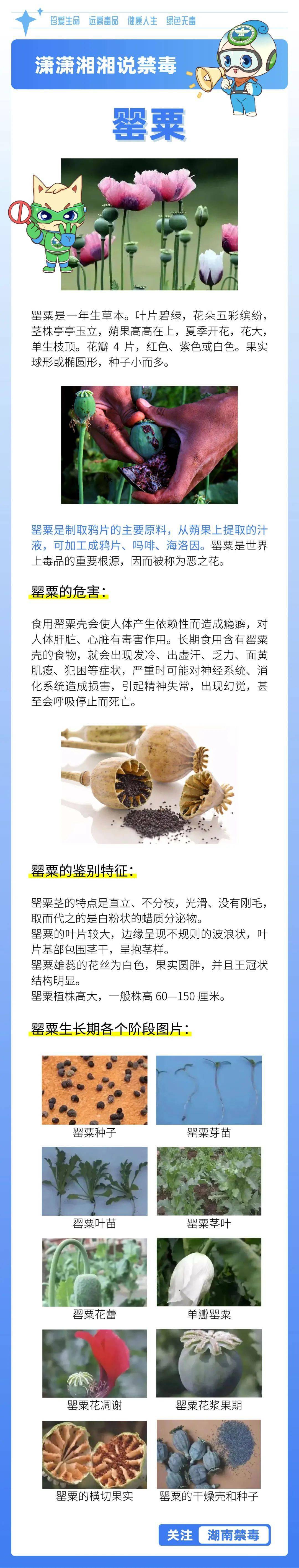 罂粟作用图片