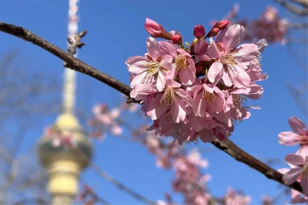 玉渊潭的早樱,开好了!_游客_樱花_公园