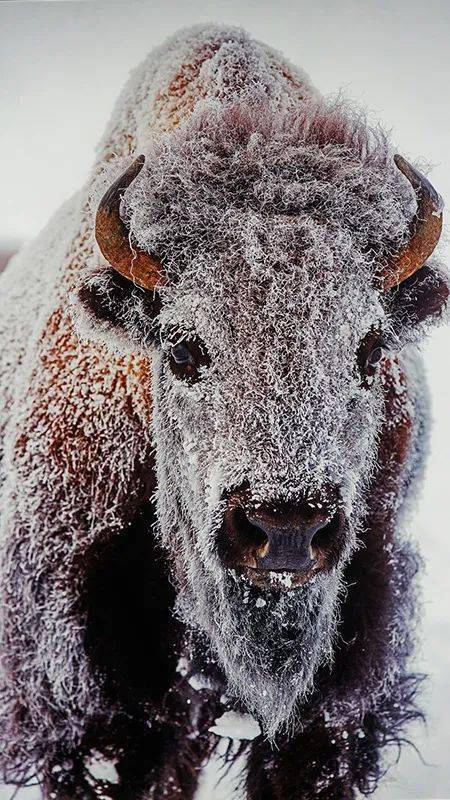 地与大自然对视;为躲避天敌,努比亚羱羊在几近垂直的峭壁上养育幼崽