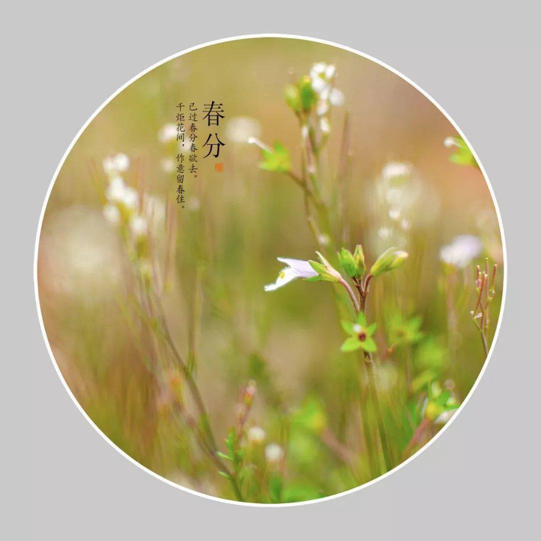 折一枝柳,与你平分秋色作者:琉璃疏影  主播:红韵编辑:红韵品读(id