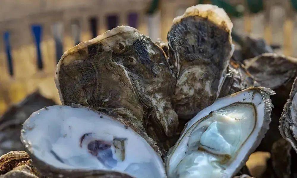 台州百味丨鲜活的春天拒绝不了品尝肥美可口的三门牡蛎