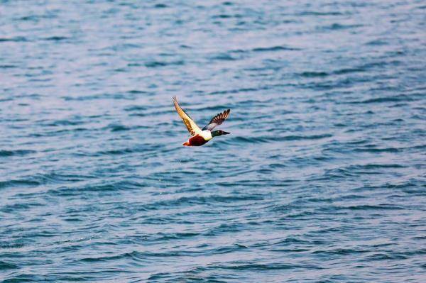 河北南皮数千候鸟做客大浪淀水库