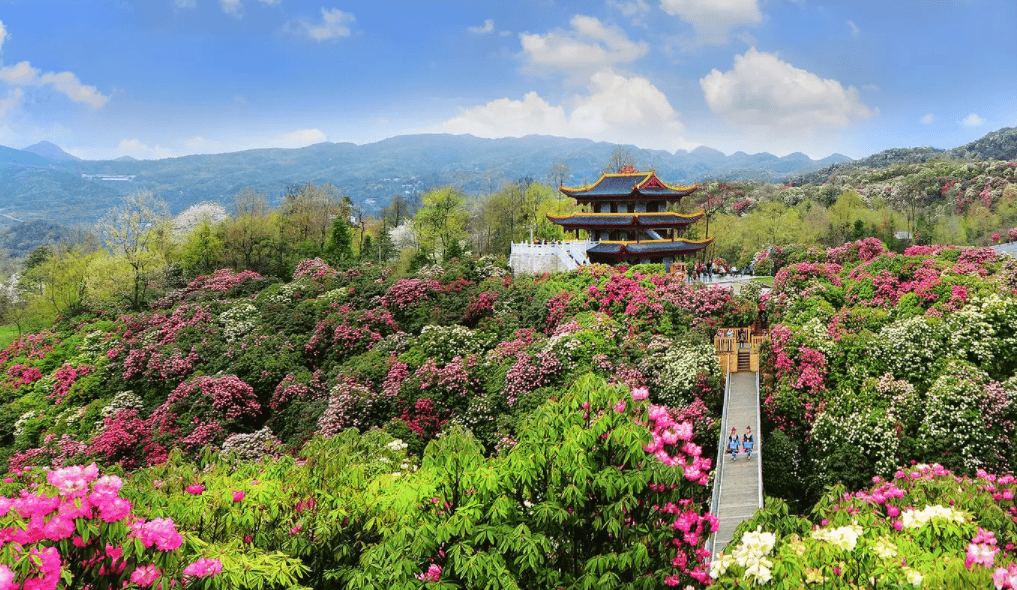 毕节樱花图片