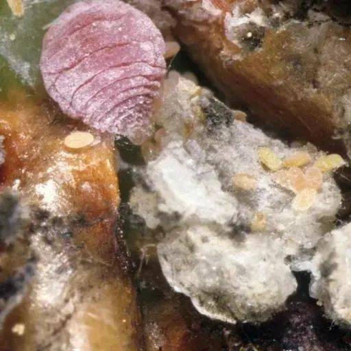 防范外来物种入侵丨湿地松粉蚧