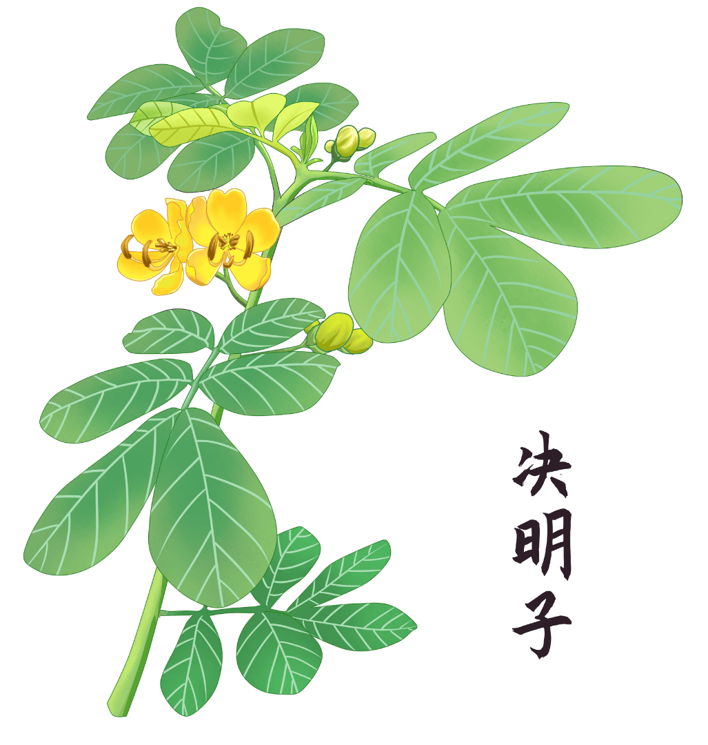 药食同源|春天的"黄金搭档"——决明子