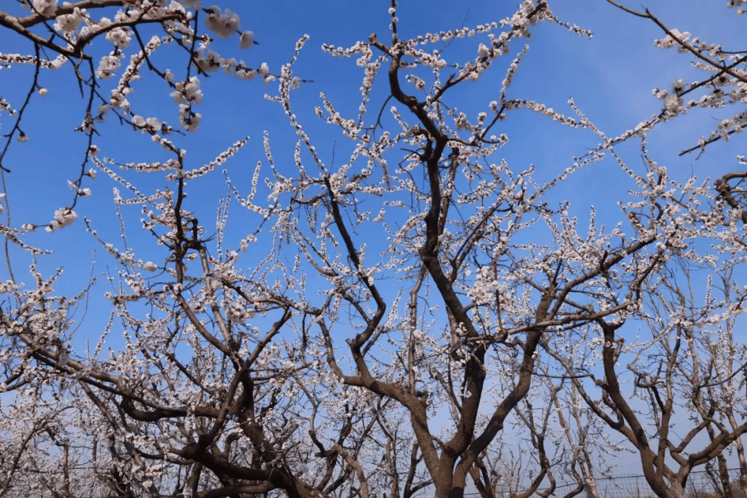 观赏杏花树图片