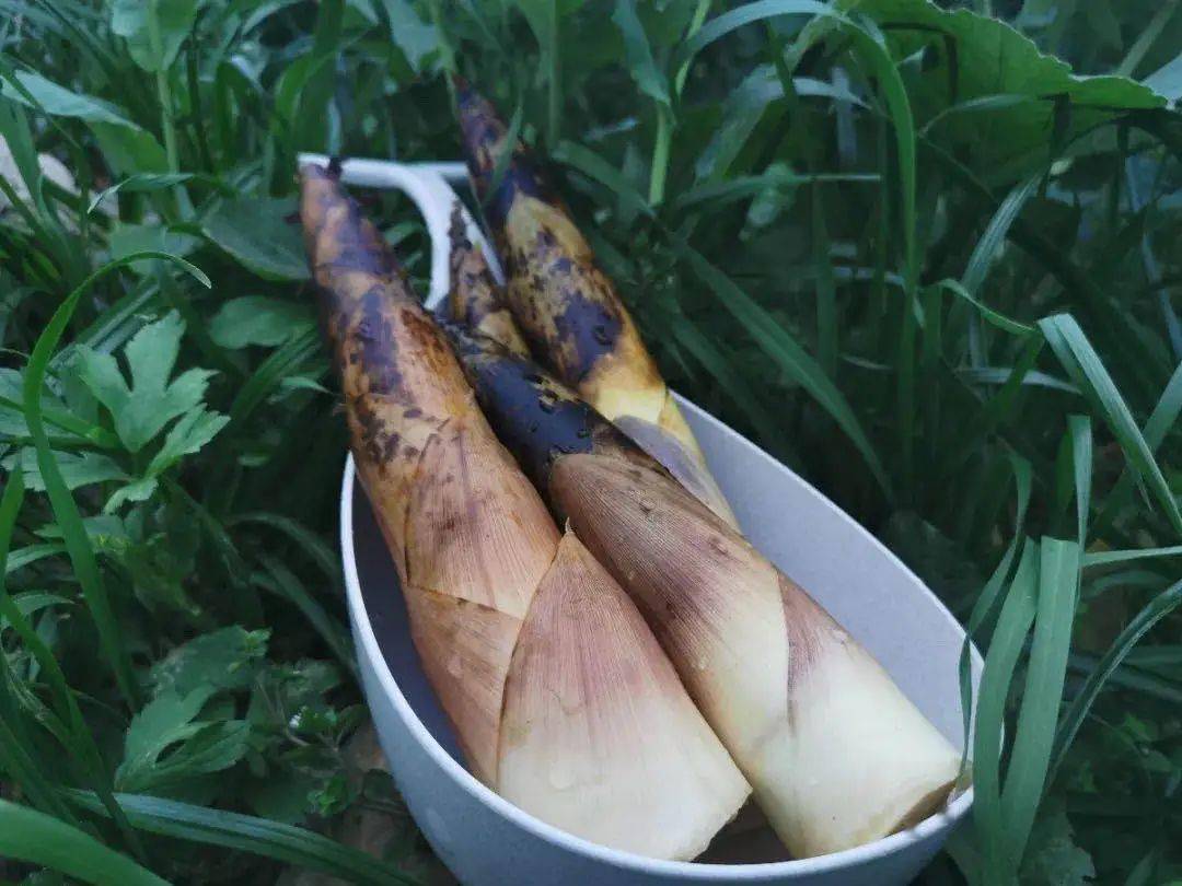 和家人一起剥几颗雷竹笋,跟春天来一个舌尖上的约会,自此不负春光不负