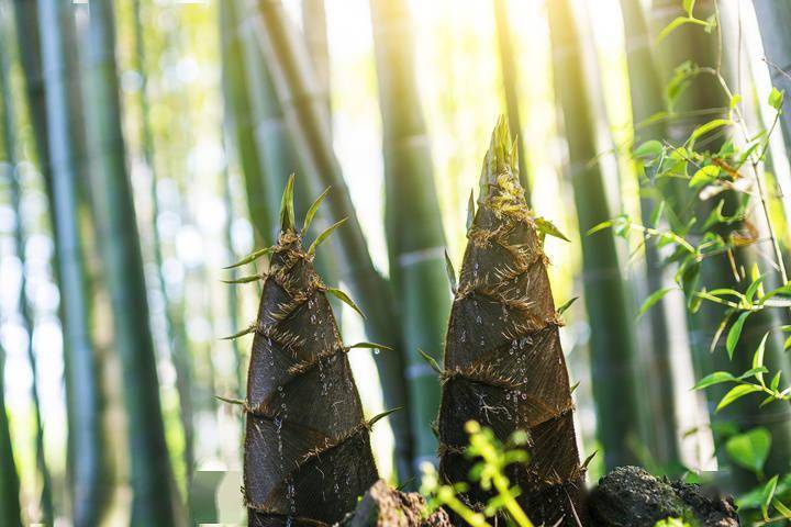 笋的成长过程图片