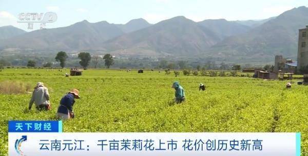 雲南元江千畝茉莉花上市,花價創歷史新高_元江縣_價格_種植