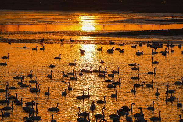 生态辽宁候鸟报春归辽宁多地迎来候鸟迁徙季