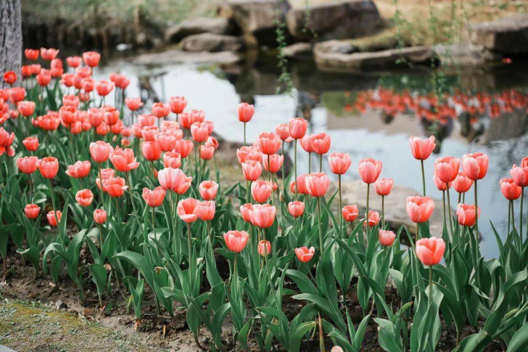 而你正是美好本身-祈福人间美好生根发芽-粉色郁金香的花语有祝福和