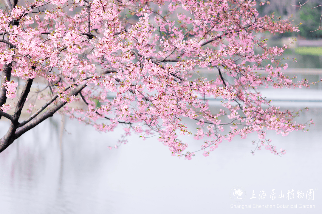 辰山植物园的樱花拍一天少一天了本周末快冲游园指南