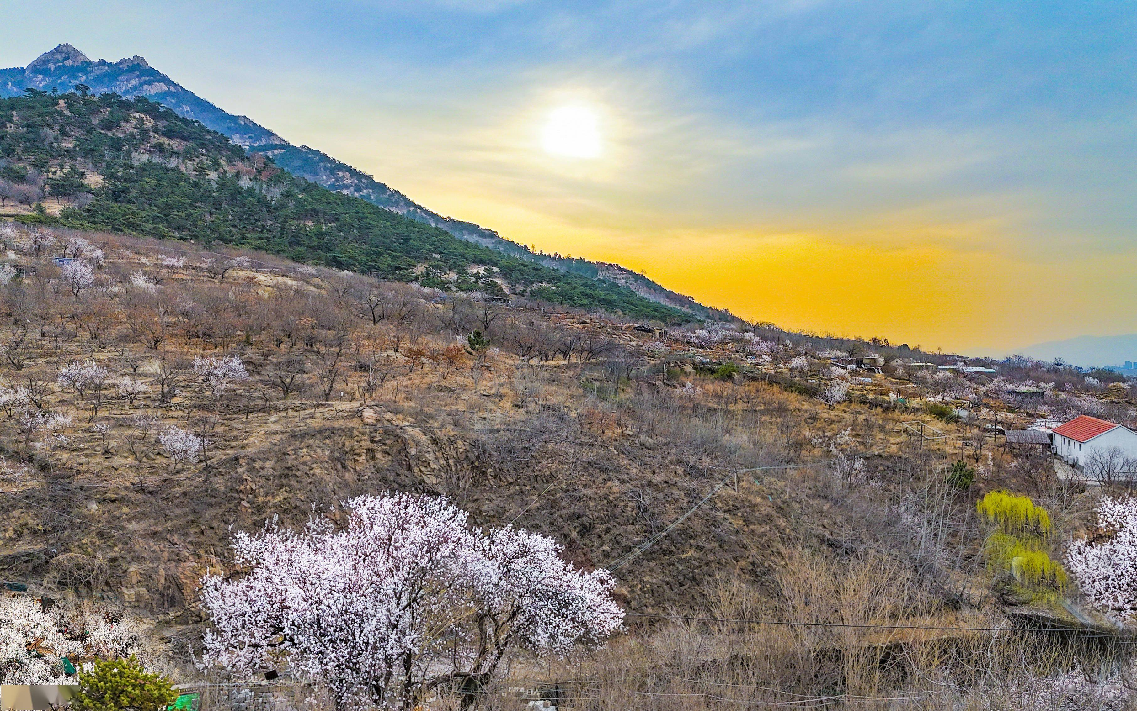 泰山风景春天图片