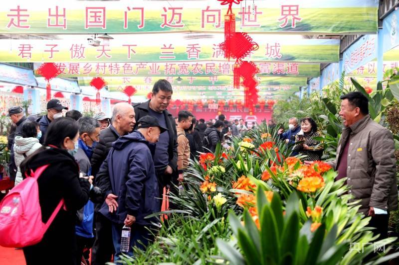 文化赋能长春君子兰节开幕吸引全国养兰人