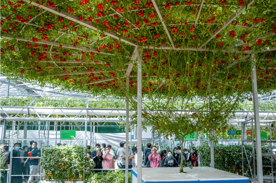 新点亮点提前看,第25届寿光菜博会看点十足_蔬菜_活动_产品