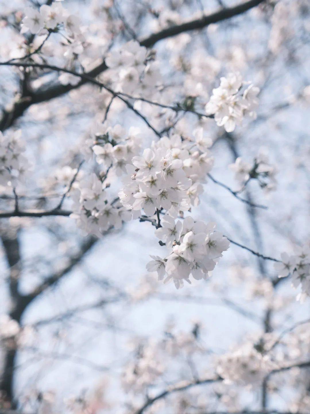 染井吉野是大岛樱与江户彼岸樱的杂交品种,是鼋头渚分别最广数量最多