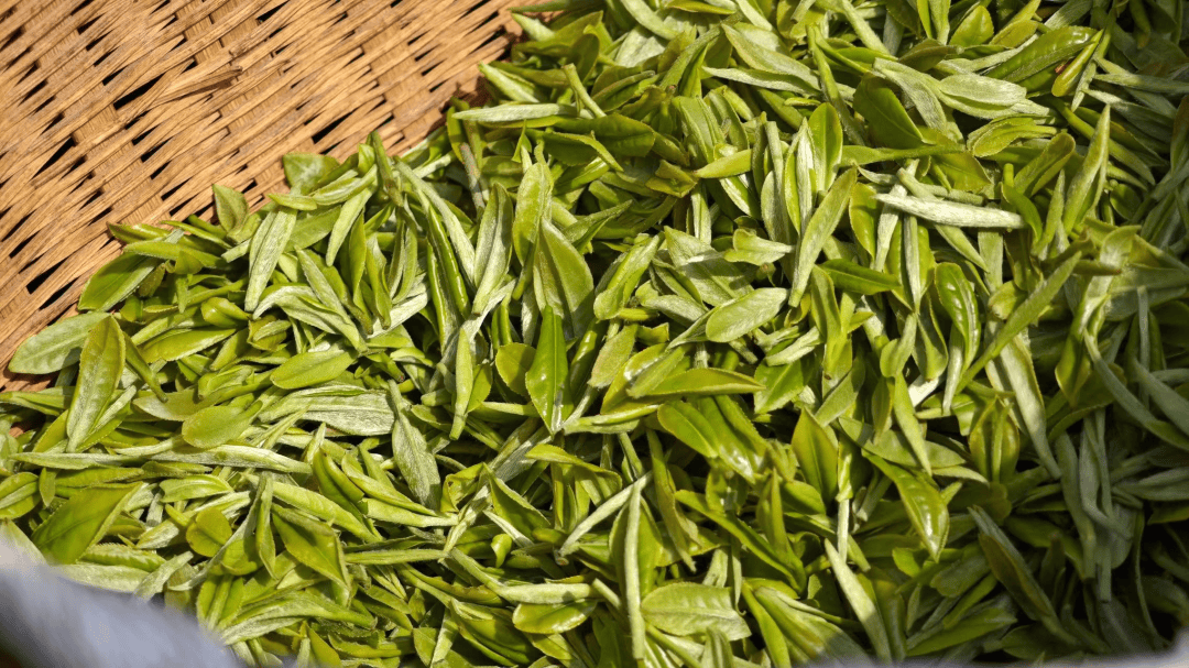 清池_贡茶_仪式