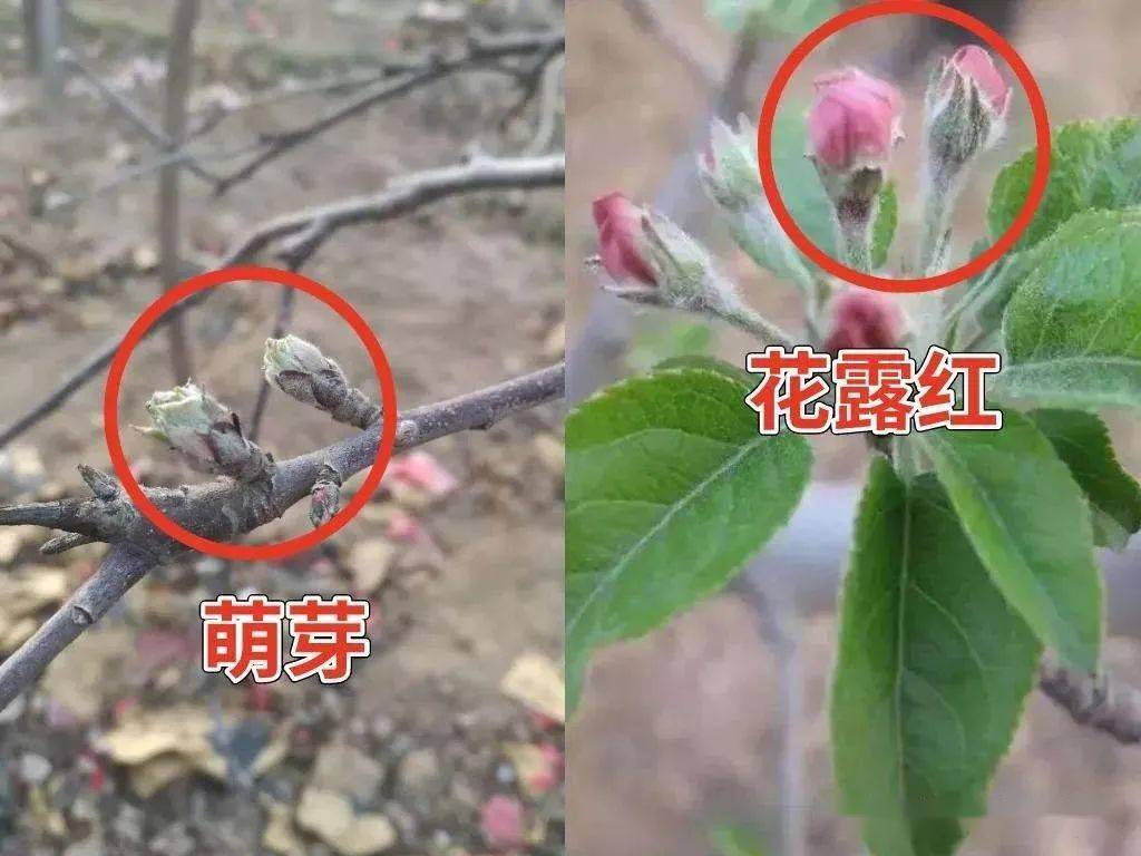 果树花红一定要打药如何选药配药打药保证安全和效果
