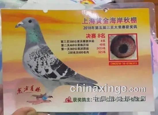 「人物」鸽子白送都不要!"小上海"谈鸽子的延续性发挥_人家_因为_研究