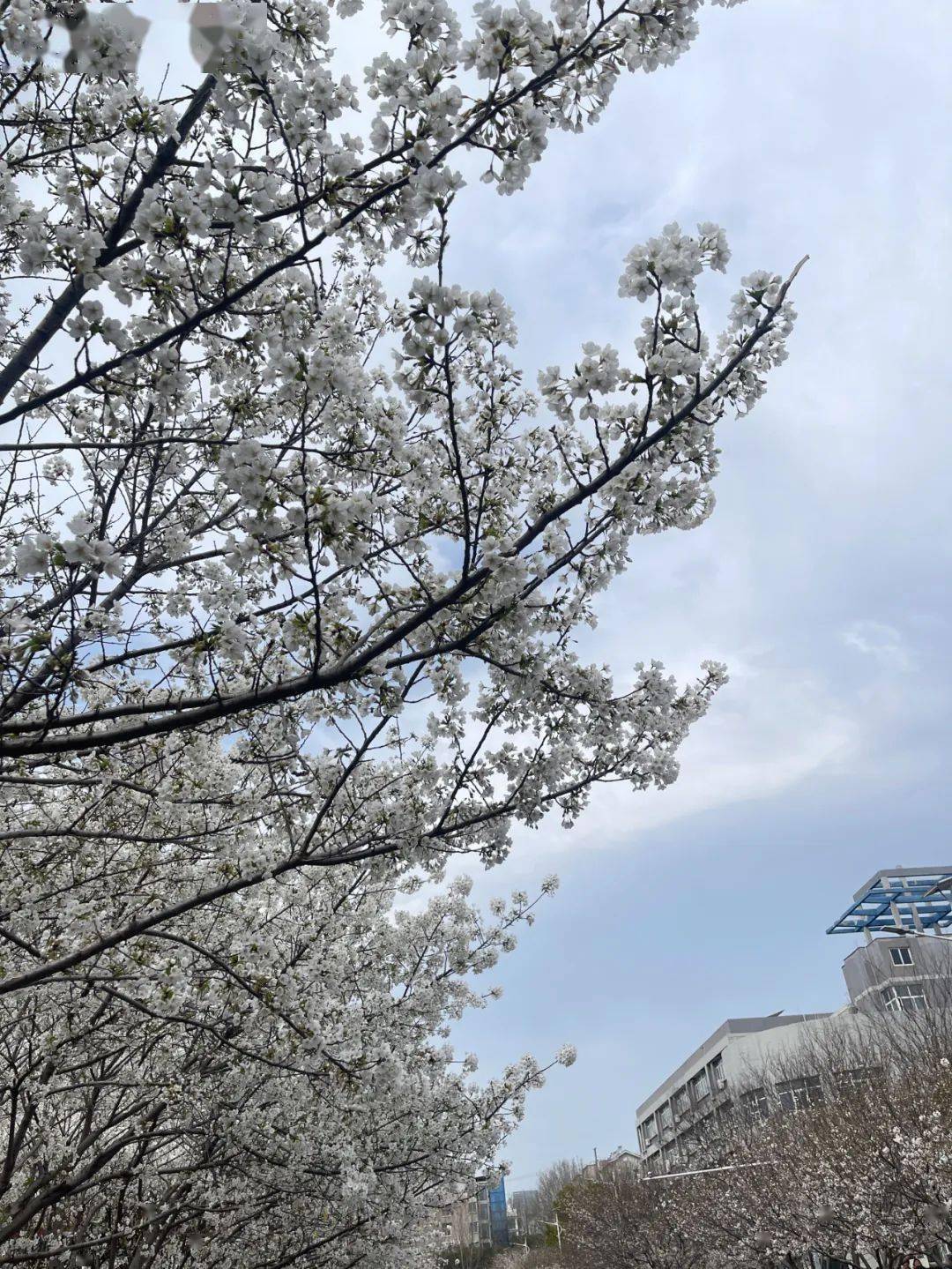 许昌学院樱花节图片