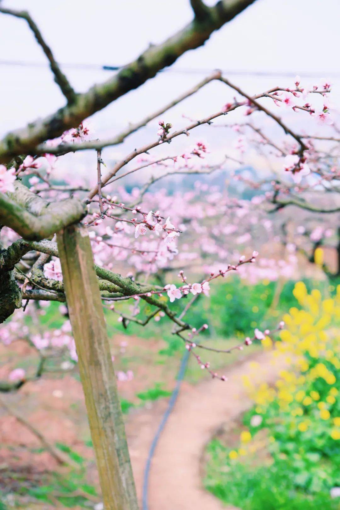 龙泉山桃花开了周末想带娃娃上山看花早起避堵