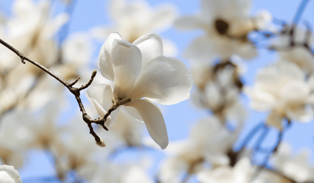 姹紫嫣红开遍,杭城春日追花攻略来啦_杭州_樱花_玉兰