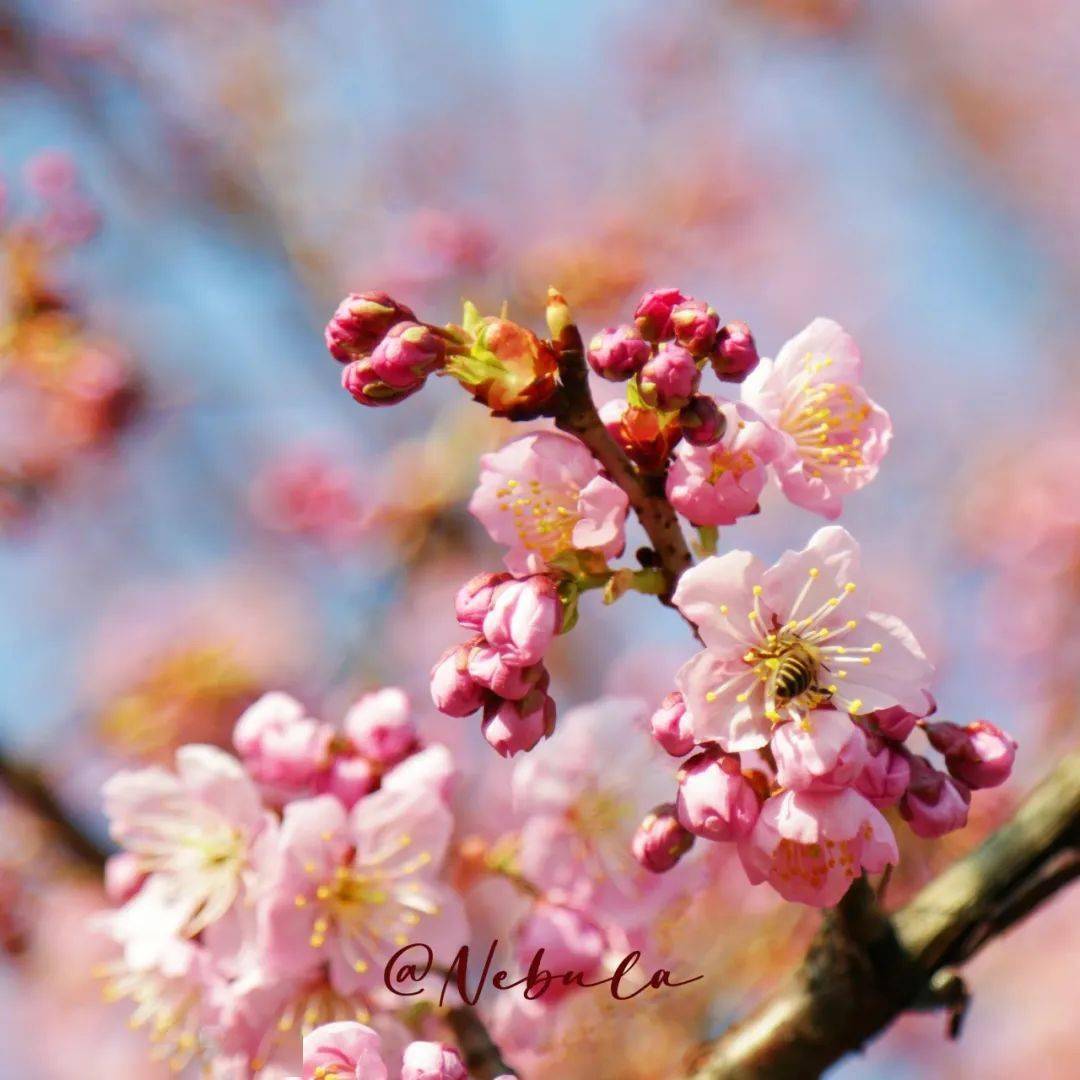 帮推|【珞花世界】"珞樱倩影留春光,行摄珞珈捕芳华"——2024年樱花