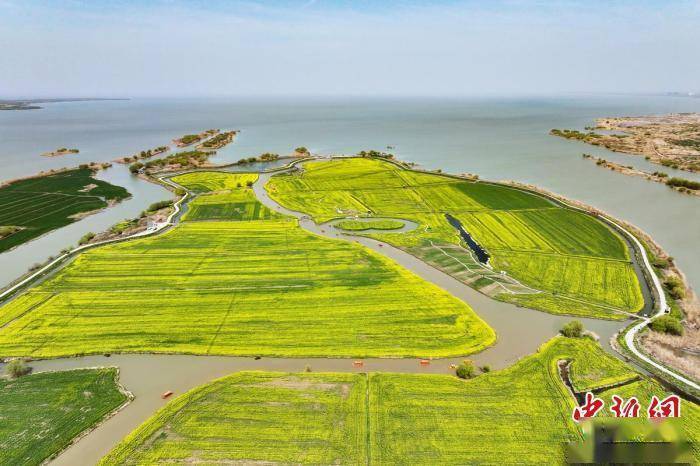 壮观航拍江苏高邮湖上花海金色画卷