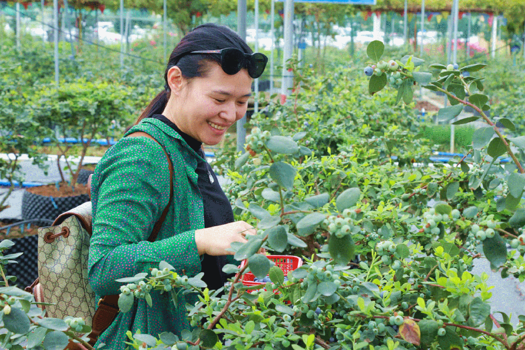 "莓"好时光,麻涌创艺蓝莓采摘季,等你来!_活动_旅游_文化