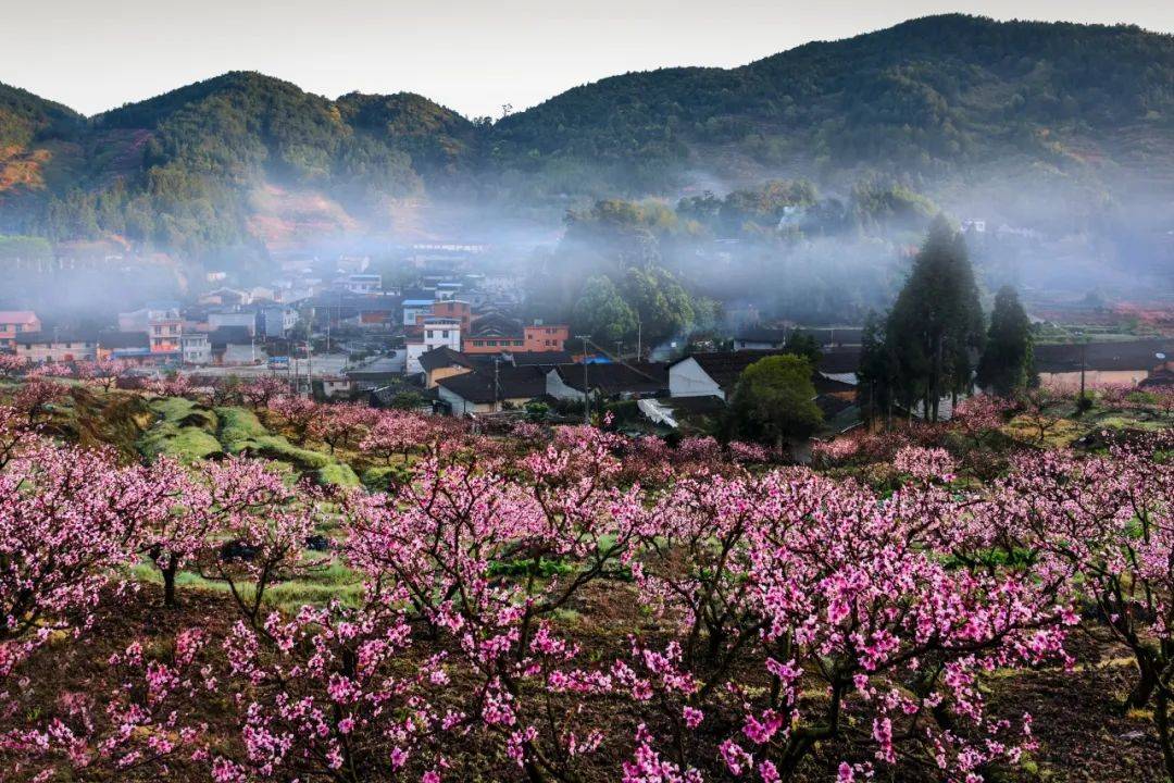 走马镇看桃花图片