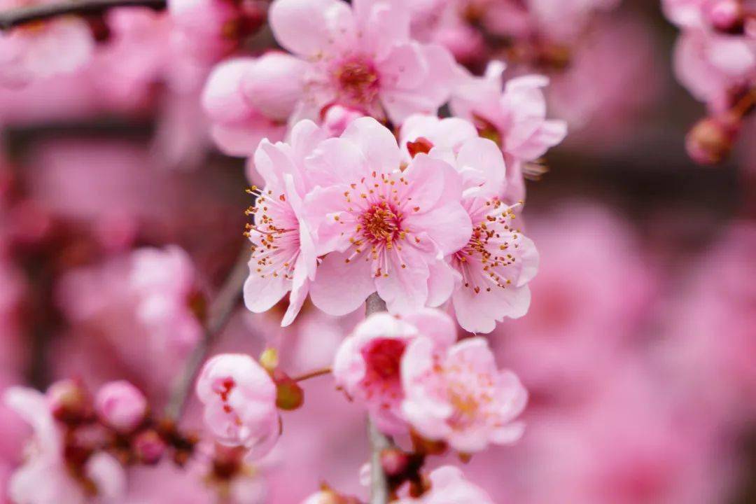 美人梅迎来盛花期,静安这些地方能看到!_公园_梅花_北京西路