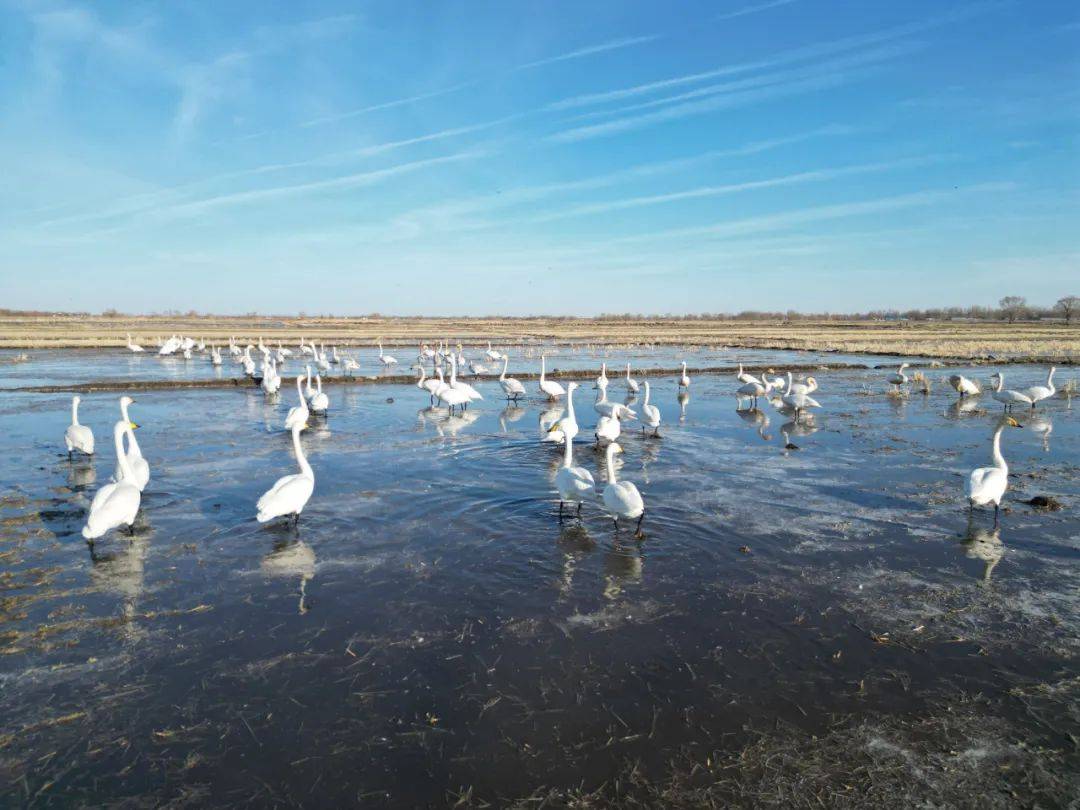 在敖汉旗的山湾子水库,成群的天鹅等候鸟时而在水中嬉戏,时而高歌起舞
