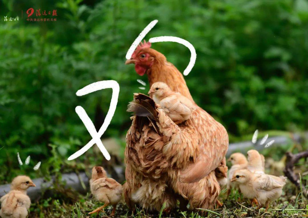 一起"趣"涂鸦清远的春天_日报_连州市_谭清梅