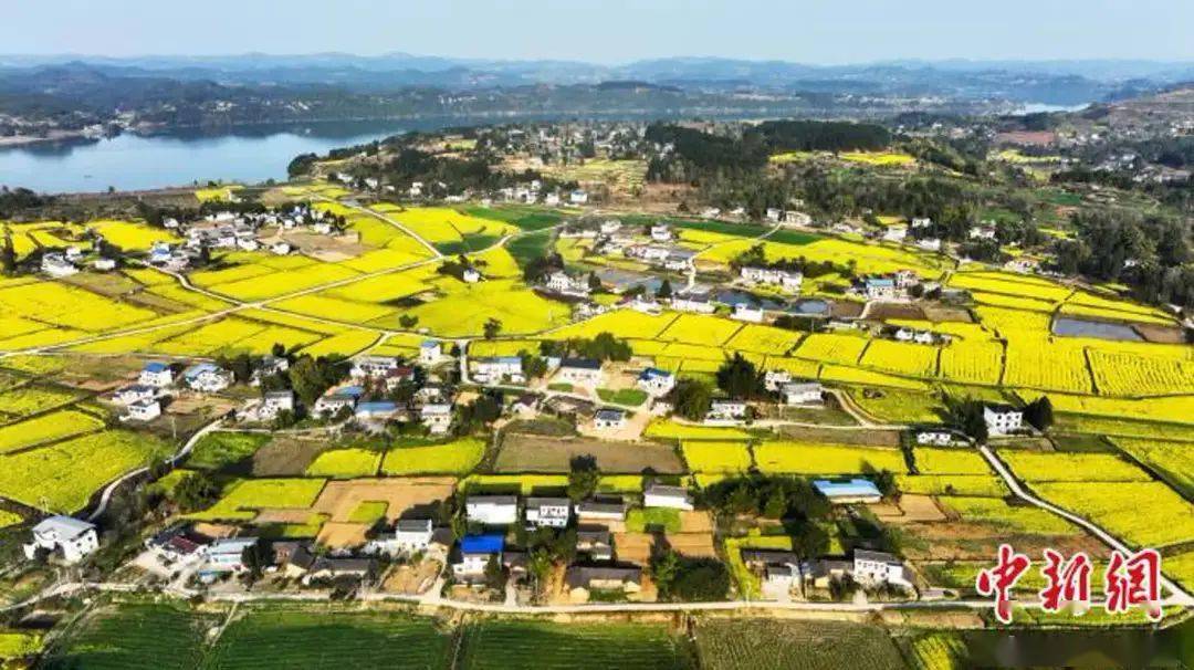 中国新闻网四川蓬安春日田园美乡村产业兴