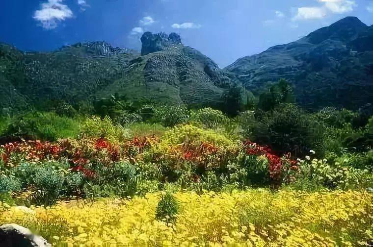 8南非·克斯騰伯斯國家植物園kirstenbosch garden克斯騰伯斯國家植物