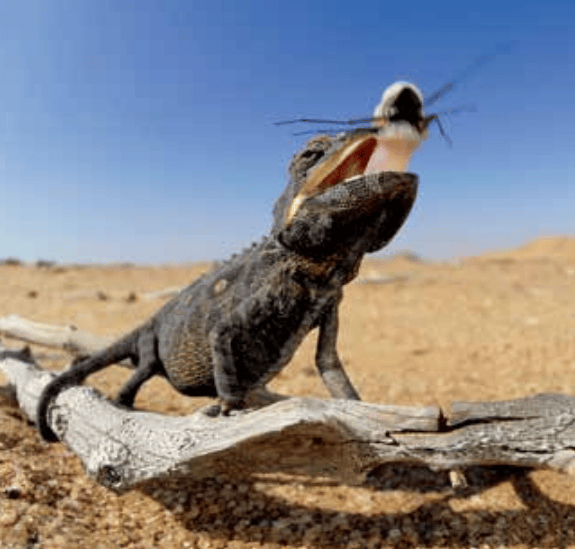 知识与审美的双重盛宴这套出版了10年的经典有娃的家庭买它