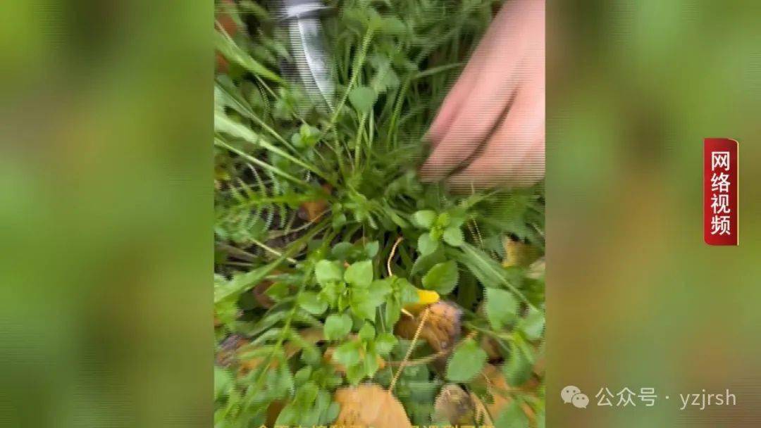 春季野菜你会吃吗