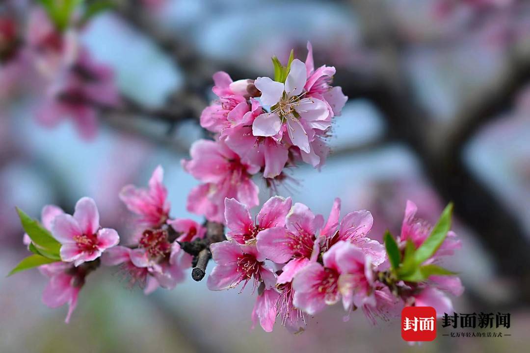 来成都这个村子赏花摘果过周末