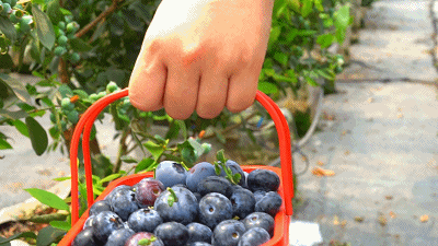 "莓"好时光,麻涌创艺蓝莓采摘季,等你来!_活动_旅游_文化