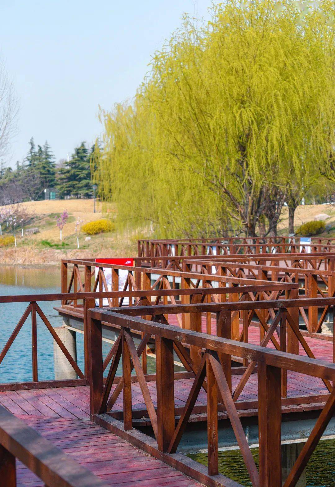 春光正美,周末来青岛邂逅醉人春景_公园_qd_风景区