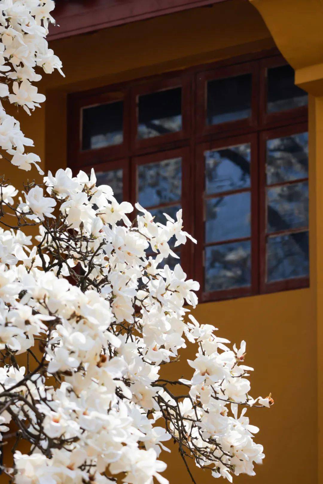 姹紫嫣红开遍杭城春日追花攻略来啦