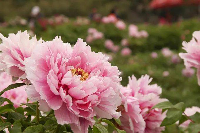 河南攻略丨游洛阳看牡丹玩开封体验穿越千年之旅